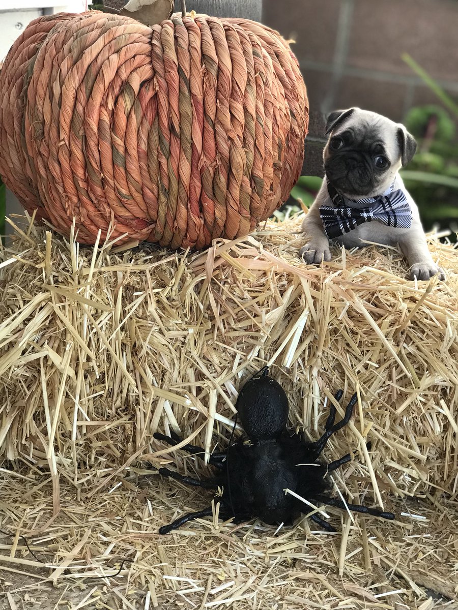 tanksgirl1974's tweet photo. Charlie says hello to fall. Loving this weather #autumn #Fall2018 #HappyNewMonth #happyfall #HappyHalloween #puglife #puggies #puglets #pugchat https://t.co/wVC2BXq40f