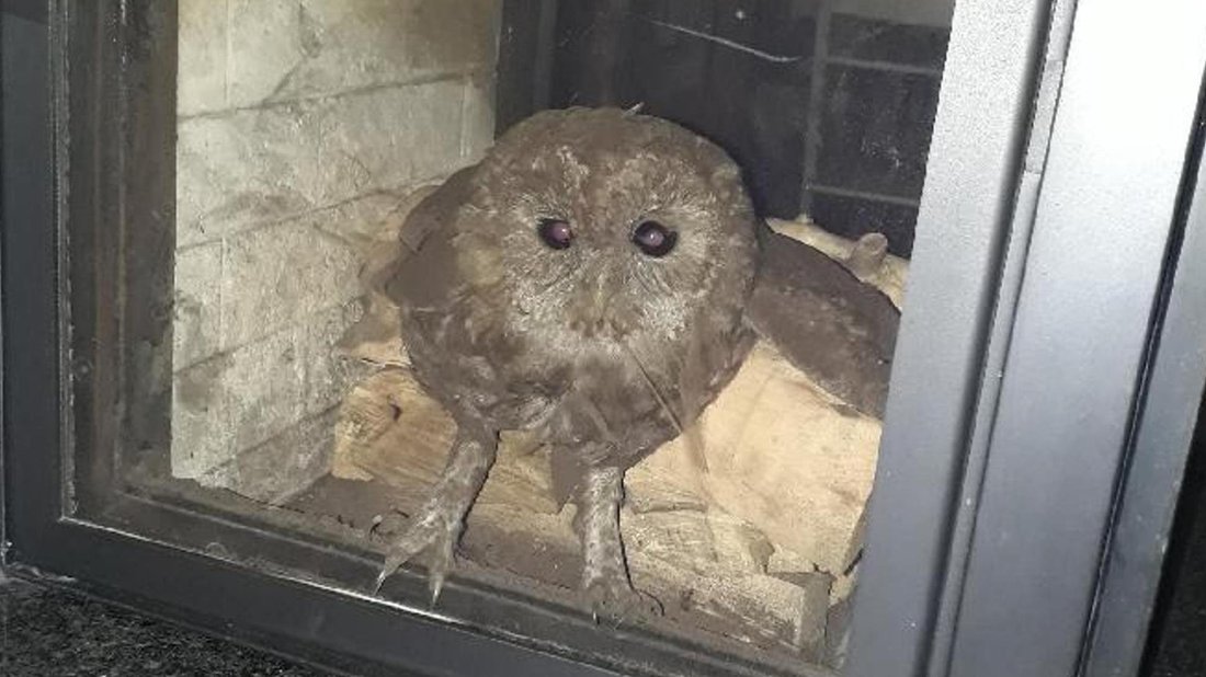 Burkhard Ewert Sur Twitter Heute Mal Owlcontent Waldkauz Plumpst Im Emsland Durch Den Schornstein Und Guckt Aus Dem Ofen Ins Wohnzimmer Von Familie Galander T Co Svuv4ho0w3 T Co 0q7bi0mcos