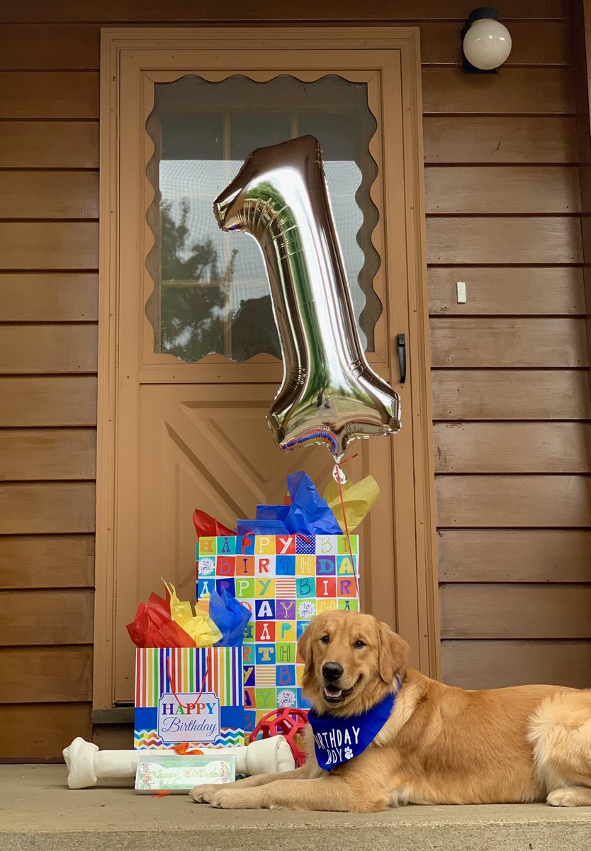 sadiesmash's tweet photo. hey guys it’s Porter’s first birthday today https://t.co/OU8JaP8WoH