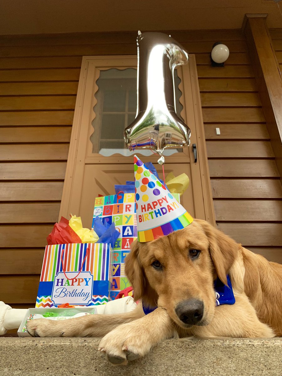 sadiesmash's tweet photo. hey guys it’s Porter’s first birthday today https://t.co/OU8JaP8WoH