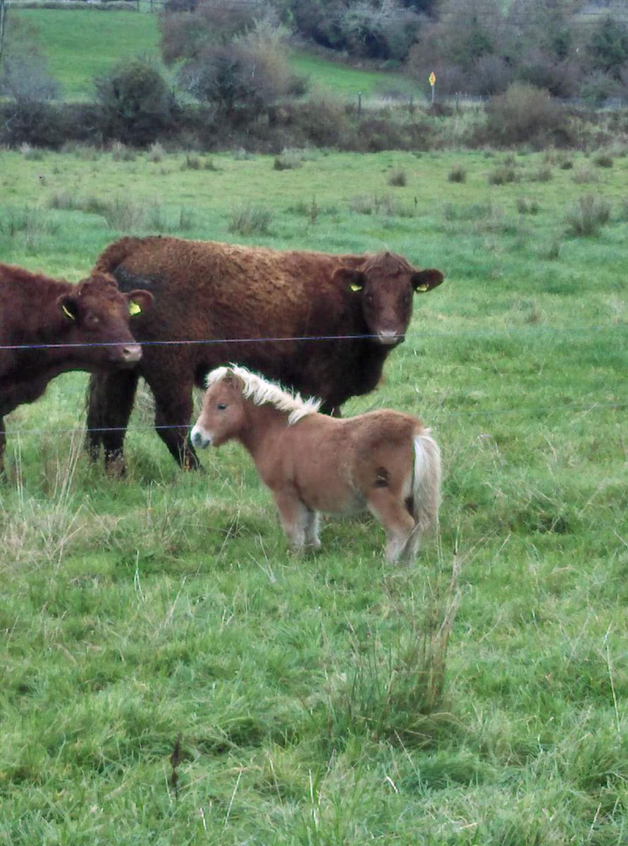 HenCummins's tweet photo. Think dads trying to pull the wool over mums eyes!! Brings a horse to Ballinasloe and sells it only to land home with a smaller one ππ #NiceTryDad πππ Meet Pat(Short) or Ron(Weasley) still a family dispute happening over the name ππππ https://t.co/W8pijJWRQ1