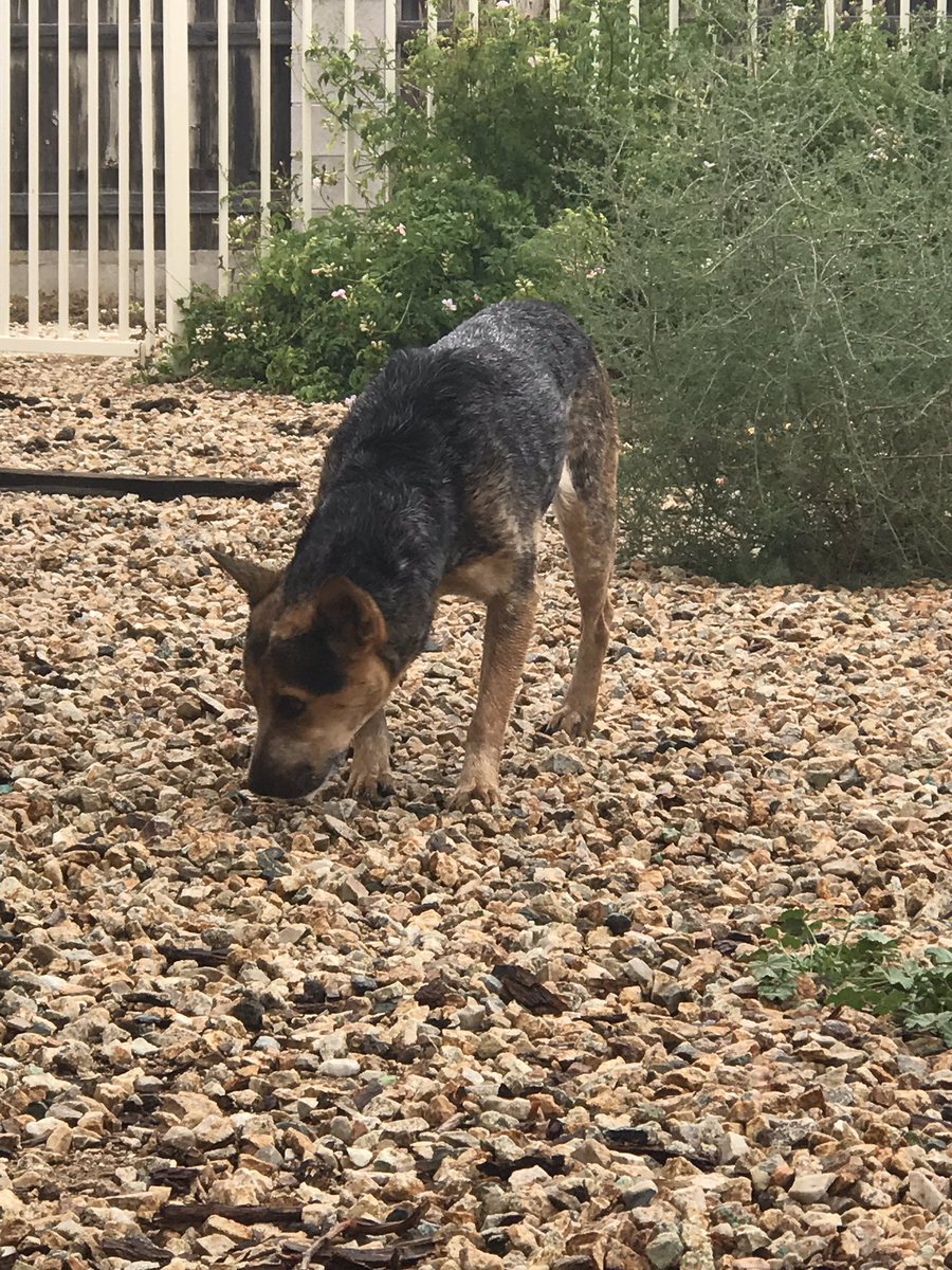 Stix0ne's tweet photo. @whatsuptucson hey found 2 lost dogs near golflinks and kill area. Please DM if you know who might be the owner https://t.co/t7lW5LKf8f