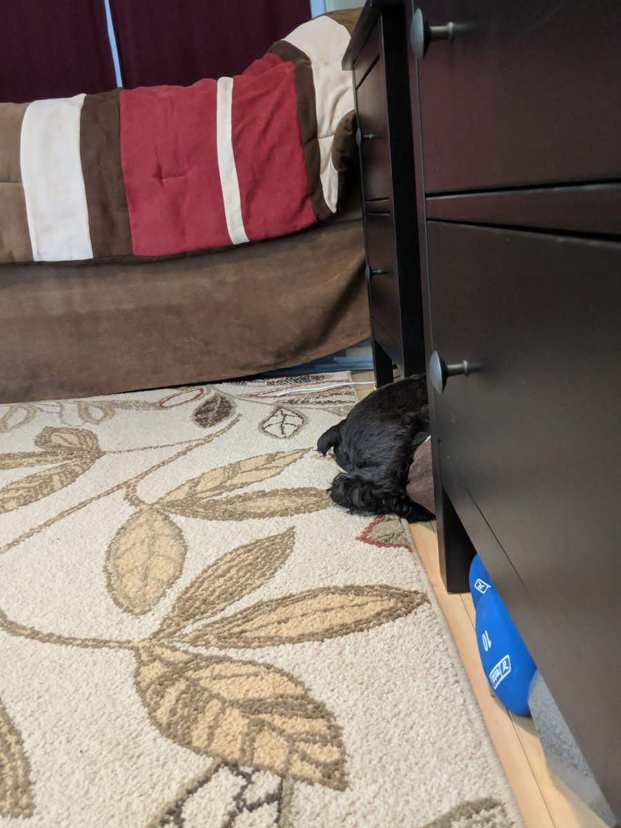 thebearded_lady's tweet photo. #mondayproblems #toogiantformybed #miniature2giant #needbiggeebed https://t.co/53jrZqJ1AT