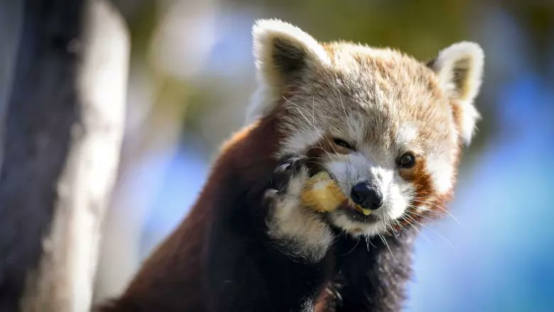 digmediatecs's tweet image. Cultivated fruit is much sweeter than in the wild - not a good thing for diabetics...or zoo animals, or the rest of us to be honest. So it pays to limit how much you eat. Something to share with your clients, family and friends... goo.gl/6PtU8c 

#fruit #nutrition #diet