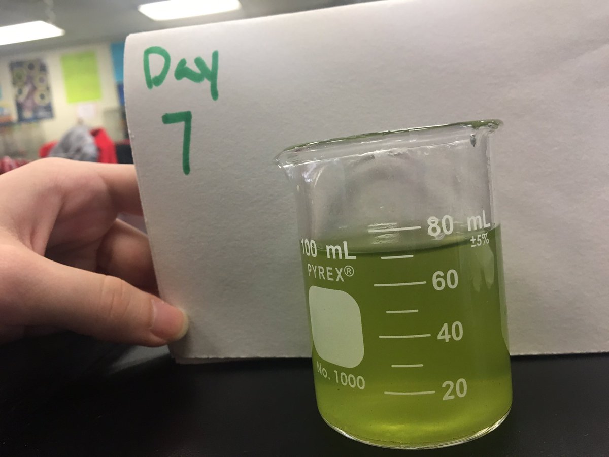 _Snail_Samurais's tweet image. DAY 7 OF OUR WATER CLARITY EXPERIMENT ! it’s been a successful week with our snail filter tanks🐌. #snailfilter #lexus #water #girlsinstem #projectreservoir #invasivespecies #projectreservoir
