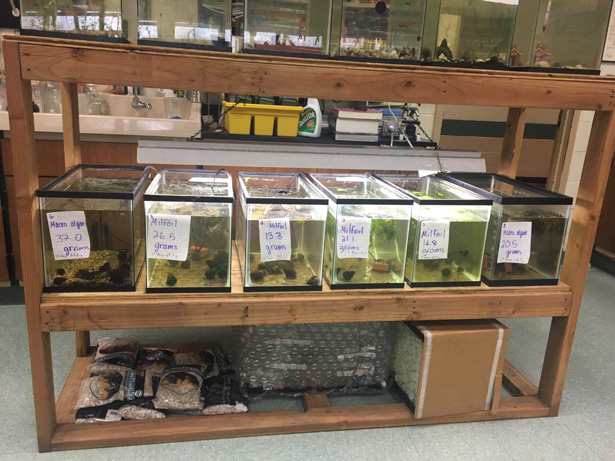 _Snail_Samurais's tweet image. Our tanks are starting to clearing up and we’ve realized that the Marco Algae tanks are cleanering up faster than the Milfoil tanks! #milfoil #marcoalgae #cleartanks #snails #chinesemysterysnail