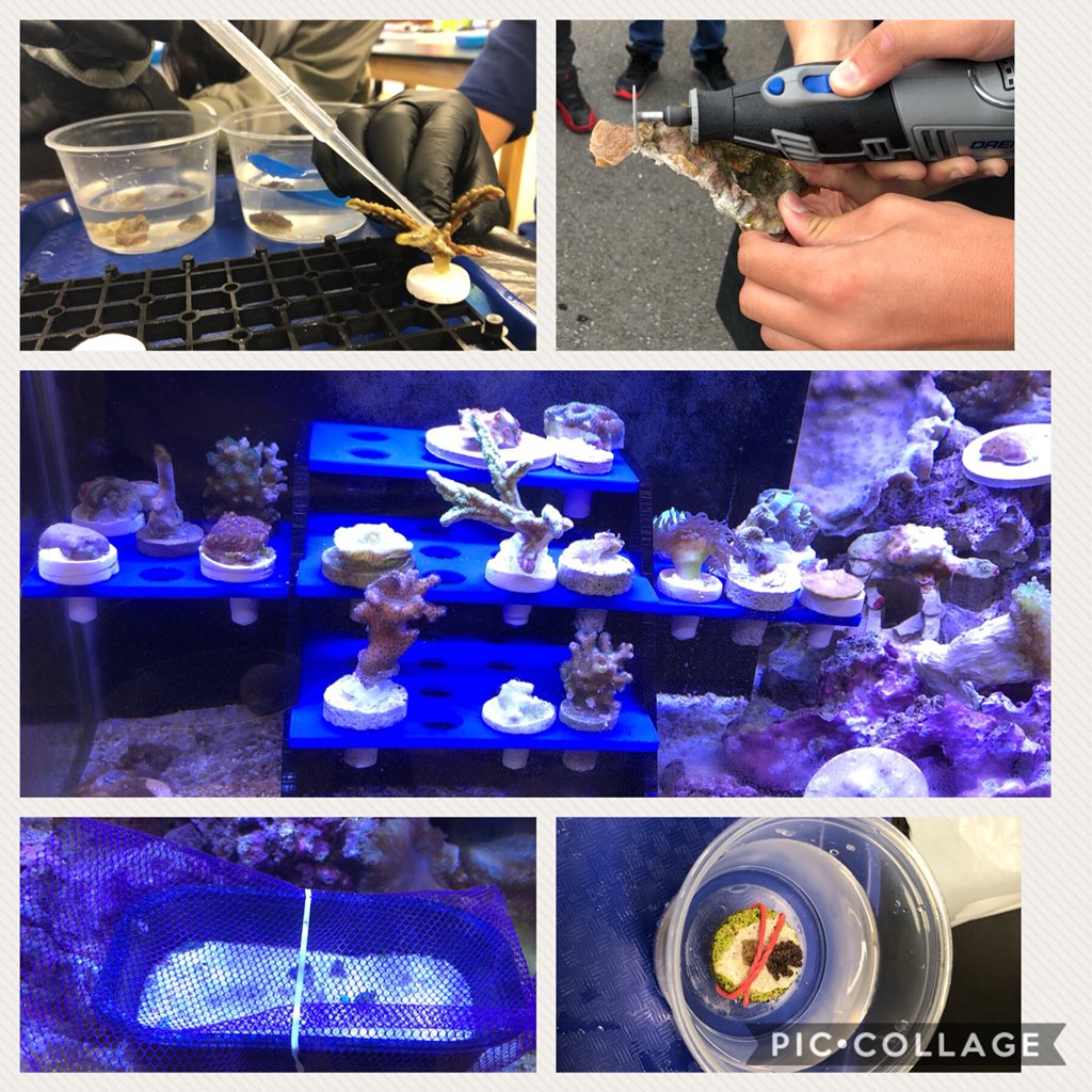 HorneScience's tweet photo. SMS Aquatic Studies propagating coral fragments to grow out and trade #reefconservation https://t.co/5dupaUmyPa