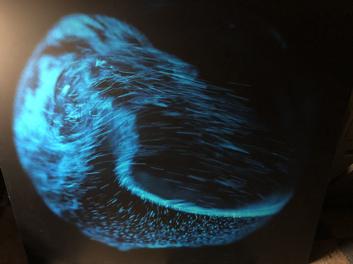 Science_ing's tweet photo. 1st day distributing dinoflagellates &amp; red algae grow kits to schools. 

We taught a quick lesson that touches on #bioluminescent #CarbonCycle #Climate-change #Circadian-rhythm #phytoplankton 

Thank you @JCVenterInst &amp; @Scripps_Ocean helping to make these free to schools. https://t.co/B2VClTWnK4