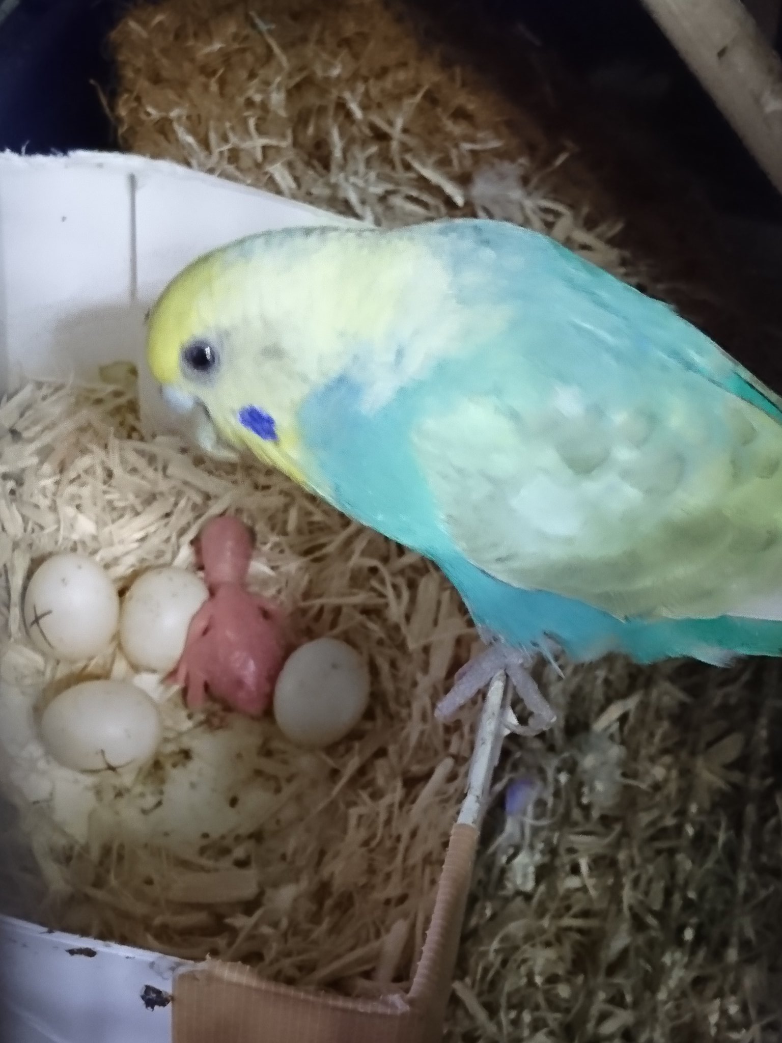 تويتر 桃松 人生波瀾万丈 على تويتر ベテランお母ちゃん あおちゃん セキセイインコ セキセイひな 生まれたて 赤ちゃん T Co U6bw9kyzho