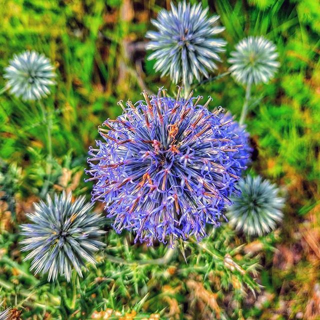 JeremieLrn's tweet photo. 🌺 Be like this flower, Be different 🌺
.
.
.
.
.
#oursinateteronde #azurettes #Echinopssphaerocephalus #fleur #flower #violet #mountain #hiking #summer2018 #naturaleza #france #HautesAlpes #Alpes #vacation https://t.co/WZUNemIrkh https://t.co/4yQRAI753Z