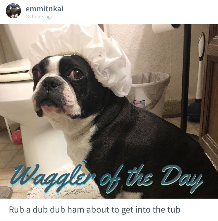 Sure you don't have to be a squeaky clean floof in order to receive Waggle's highest honor, but it certainly doesn't hurt!

Your pet can be Waggler of the Day too! Just share some cute pics of your furbaby on our app: bit.ly/wagglingapp #dogs #puppy #pets #Featured
