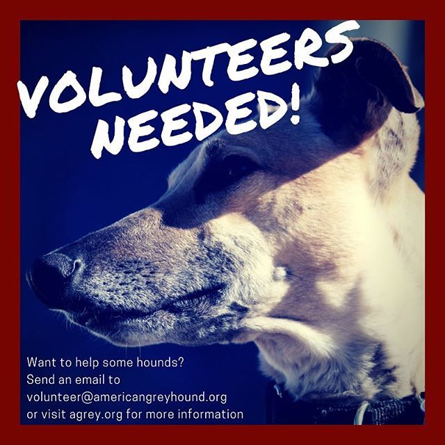 American Greyhound tweet media