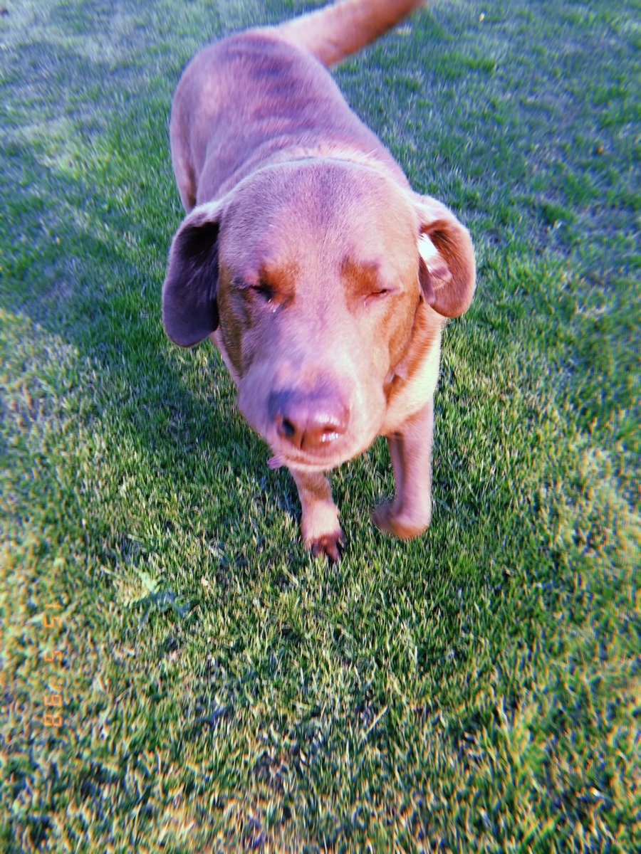 Onze hond is vandaag weggelopen en na 7 uur nog steeds niet terug. Het is een labrador, bruin rond de 5 jaar en heet djambo. Regio lauwe, marke. Hij heeft rond zijn nek een telefoonnummer hangen. Als jullie retweeten kunnen we hem misschien sneller vinden,

Danku