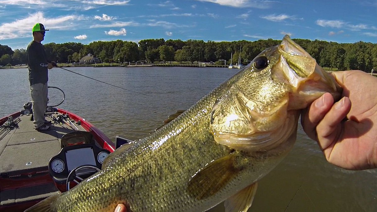 YTFISHINGVIDS's tweet photo. FLW BFL Bass Fishing Tournament Practice Day on a MUDDY Potomac River!!!
Click here to watch the video-->https://t.co/WsO3UXUvFZ
#bassfishing #bass #largemouth #largemouthbass #fishing #flw #flwbfl #catchandrelease https://t.co/cLzGeGVgFE