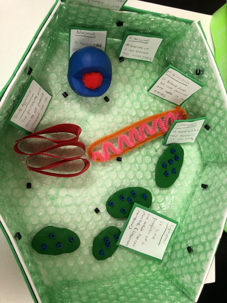 TeamStafford3's tweet photo. Plant cells! #sciencerockscms https://t.co/ONrfriuKlf