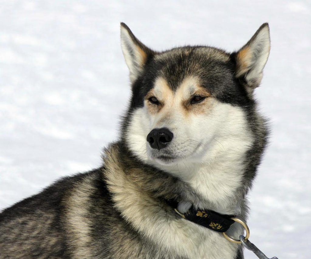 petgearlab's tweet photo. Best Dog Food for Huskies - Top 10 Brands Reviewed and Detailed - https://t.co/4eN0T3XAWv https://t.co/7mAkYIgNzi