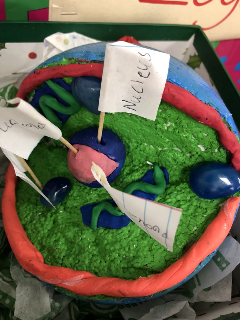 TeamStafford3's tweet photo. Some animal cells for you!! #sciencerockscms https://t.co/bh7kfl8lM5
