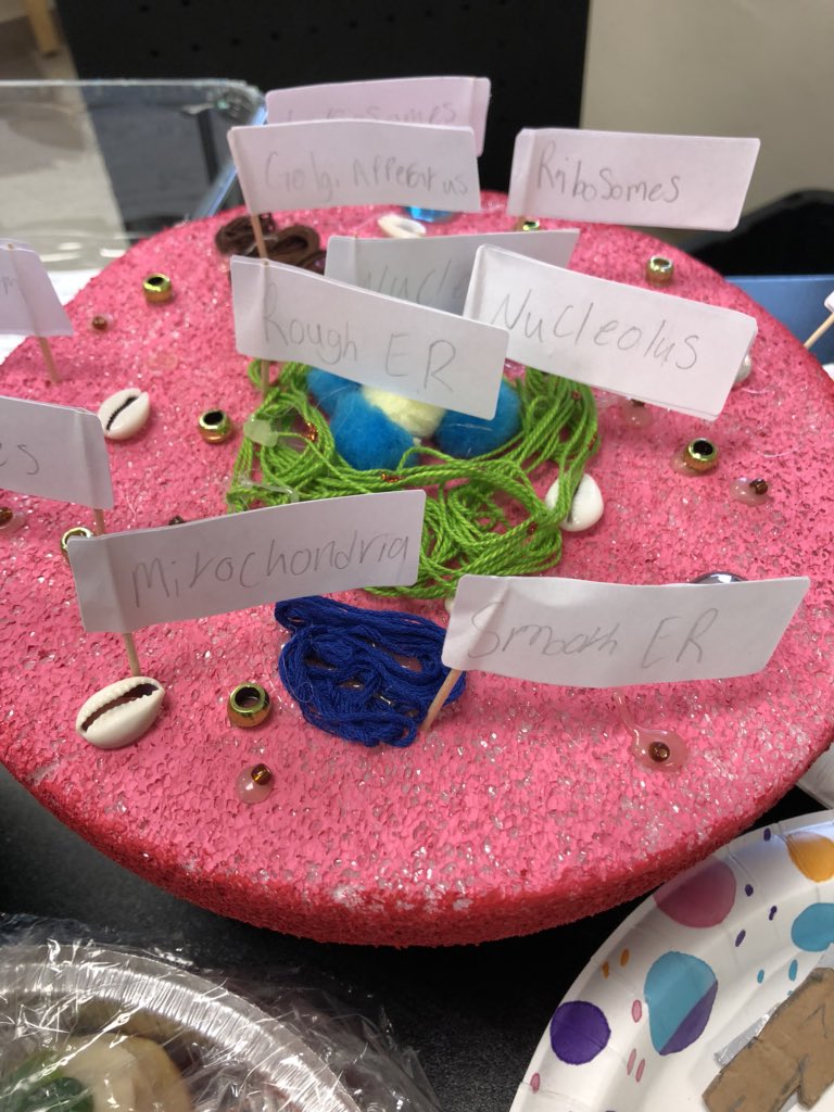 TeamStafford3's tweet photo. Some animal cells for you!! #sciencerockscms https://t.co/bh7kfl8lM5