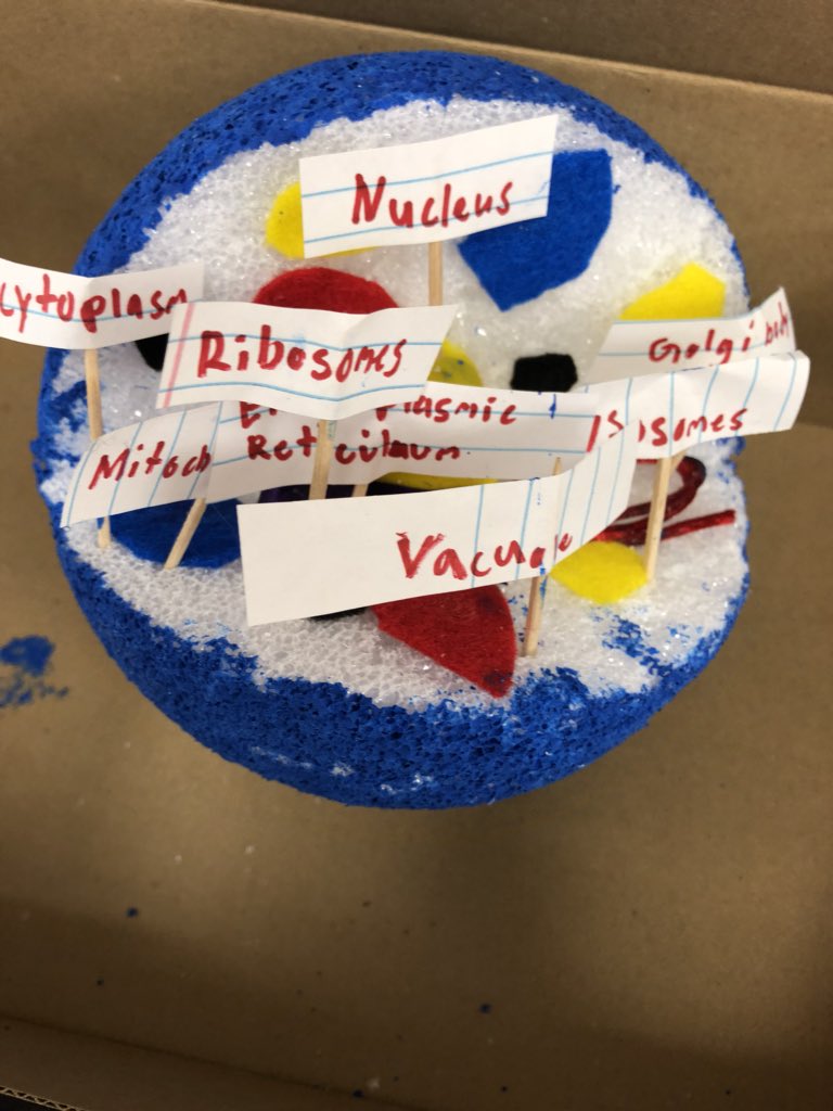 TeamStafford3's tweet photo. Some animal cells for you!! #sciencerockscms https://t.co/bh7kfl8lM5