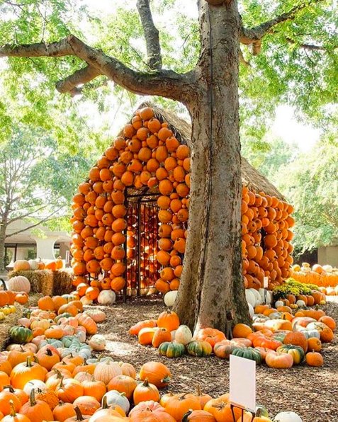 ArmstrongRealE's tweet photo. Hey #Nashville! 👋 Where is your favorite place to pick pumpkins in and around Nashville? 🍂 🎃 
📷: @cheekwood
#nashvilleevents #nashvilleautumn #nashvillekids #nashvillefun #wannadonashville #do615 #nashvillelocal #nashvilleguru #nashvilleguide #nashvilleliving https://t.co/XqGt6IJUmT