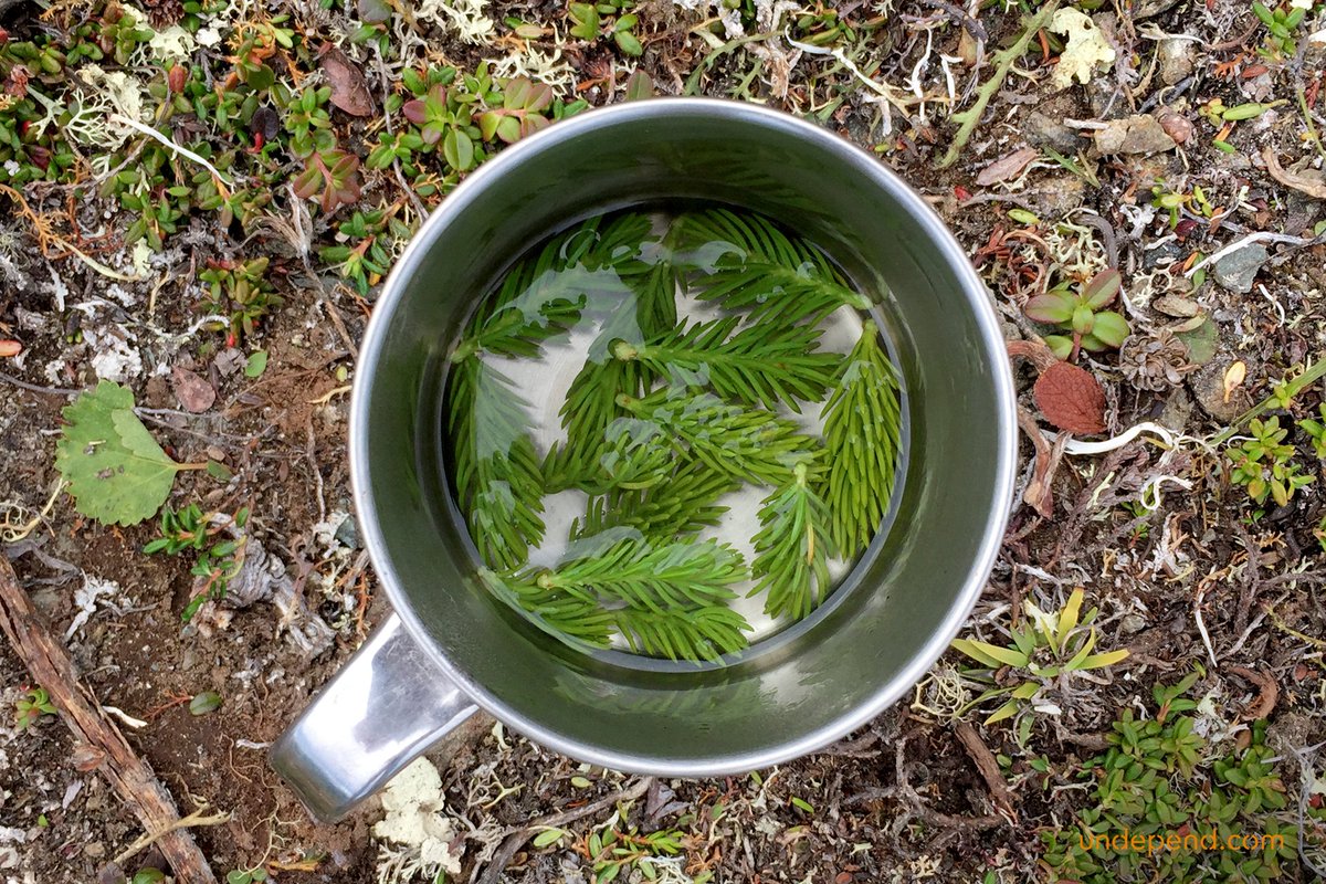 Undepend's tweet photo. Food is just a small part of the resources you can find in the wild. In #Alaska I found wild #blueberry, #crowberry and #arcticdock. But I also picked up #spruceshoots for tea, #spruceresin and #birchbark for #tinder. #bushcraft #wildernesssurvival #undepend #bwildcopenhagen https://t.co/lXj5CDHsee