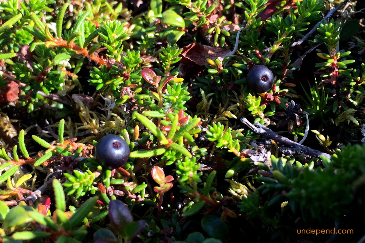 Undepend's tweet photo. Food is just a small part of the resources you can find in the wild. In #Alaska I found wild #blueberry, #crowberry and #arcticdock. But I also picked up #spruceshoots for tea, #spruceresin and #birchbark for #tinder. #bushcraft #wildernesssurvival #undepend #bwildcopenhagen https://t.co/lXj5CDHsee
