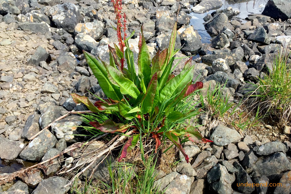 Undepend's tweet photo. Food is just a small part of the resources you can find in the wild. In #Alaska I found wild #blueberry, #crowberry and #arcticdock. But I also picked up #spruceshoots for tea, #spruceresin and #birchbark for #tinder. #bushcraft #wildernesssurvival #undepend #bwildcopenhagen https://t.co/lXj5CDHsee