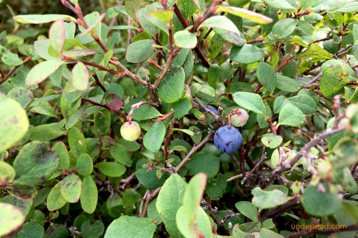 Undepend's tweet photo. Food is just a small part of the resources you can find in the wild. In #Alaska I found wild #blueberry, #crowberry and #arcticdock. But I also picked up #spruceshoots for tea, #spruceresin and #birchbark for #tinder. #bushcraft #wildernesssurvival #undepend #bwildcopenhagen https://t.co/lXj5CDHsee