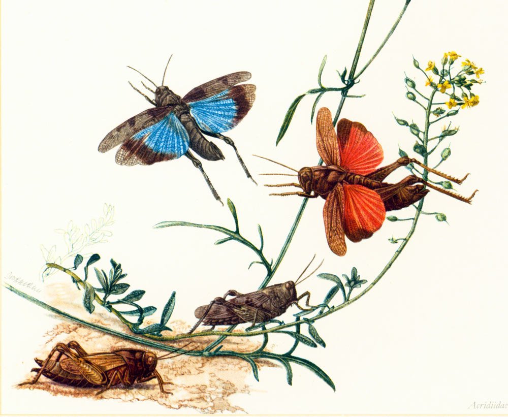 sofrenchvintage's tweet photo. 1960 Vintage Grasshopper Print. Orthoptera Illustration. Insect. Entomology. Natural History. https://t.co/ouOjBIO8Uc #Etsy #sofrenchvintage #EducationalPrint https://t.co/2nLy6GtTrp