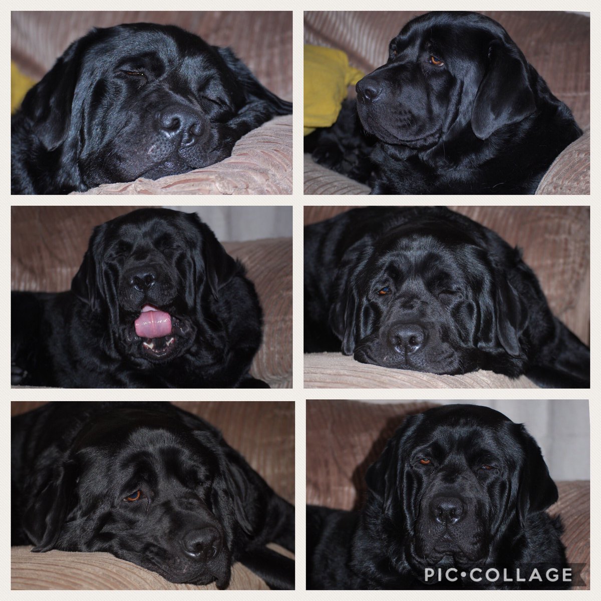 MerlinBlackLab's tweet image. It’s been a long day 😴
#sleepydog #blacklab #NationalBlackDogDay