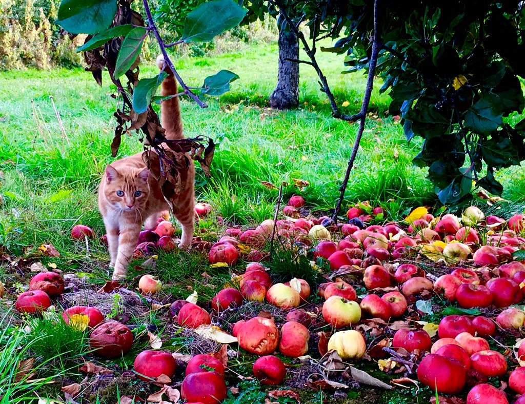 hannahgarside13's tweet photo. Our cat called ’Pig’ likes to join us in the evening as we walk our dog around the local orchards. True to the best cider in the world he is our very own little @Orchardpig ❤️ thought I would share this pic of his 1.5 mile walk with Lola tonight😻 this cat is such a dude 😎 https://t.co/ouHm5U2eaT