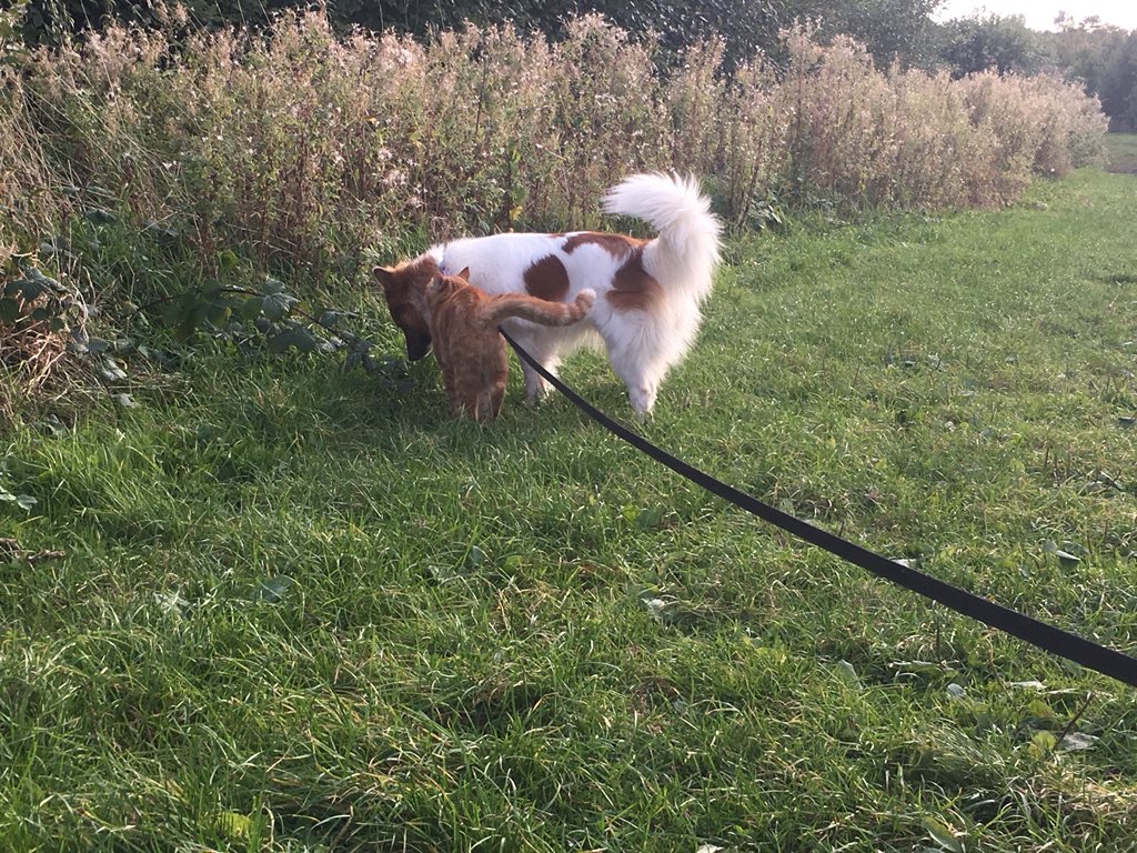 hannahgarside13's tweet photo. Our cat called ’Pig’ likes to join us in the evening as we walk our dog around the local orchards. True to the best cider in the world he is our very own little @Orchardpig ❤️ thought I would share this pic of his 1.5 mile walk with Lola tonight😻 this cat is such a dude 😎 https://t.co/ouHm5U2eaT