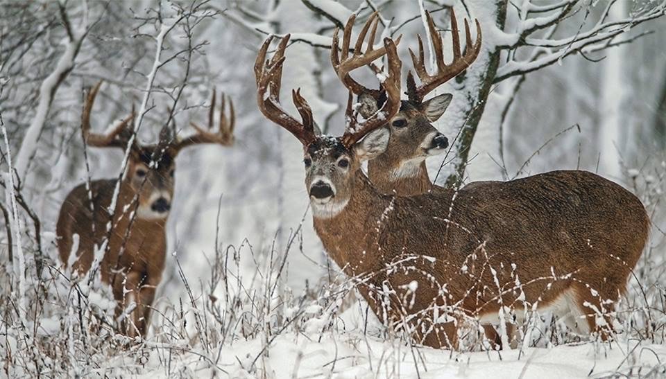 SceeryOutdoors's tweet photo. I've been dreaming about these guys ....
#deerhunter #hunt https://t.co/UBk8oBenmg