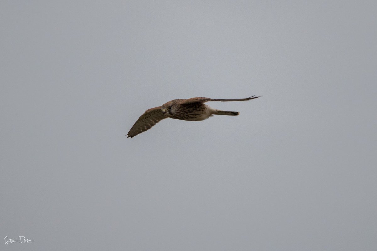 RT @dunbar44: A trip down to St.Johns Point after work was rewarded with some gd views of a pair of Kestrels hunting @RSPBNI @birdsofprey_uk @nirsg