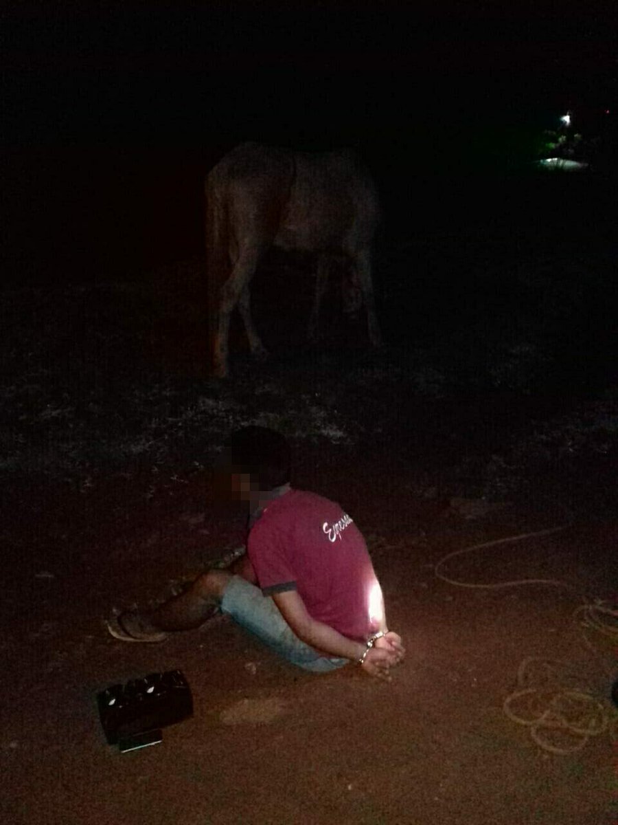 OberaesNoticia's tweet photo. #POLICIALES Detienen a un joven por el hurto de un caballo en #Oberá https://t.co/t4uZSaBTIO https://t.co/vx9hSULOUt