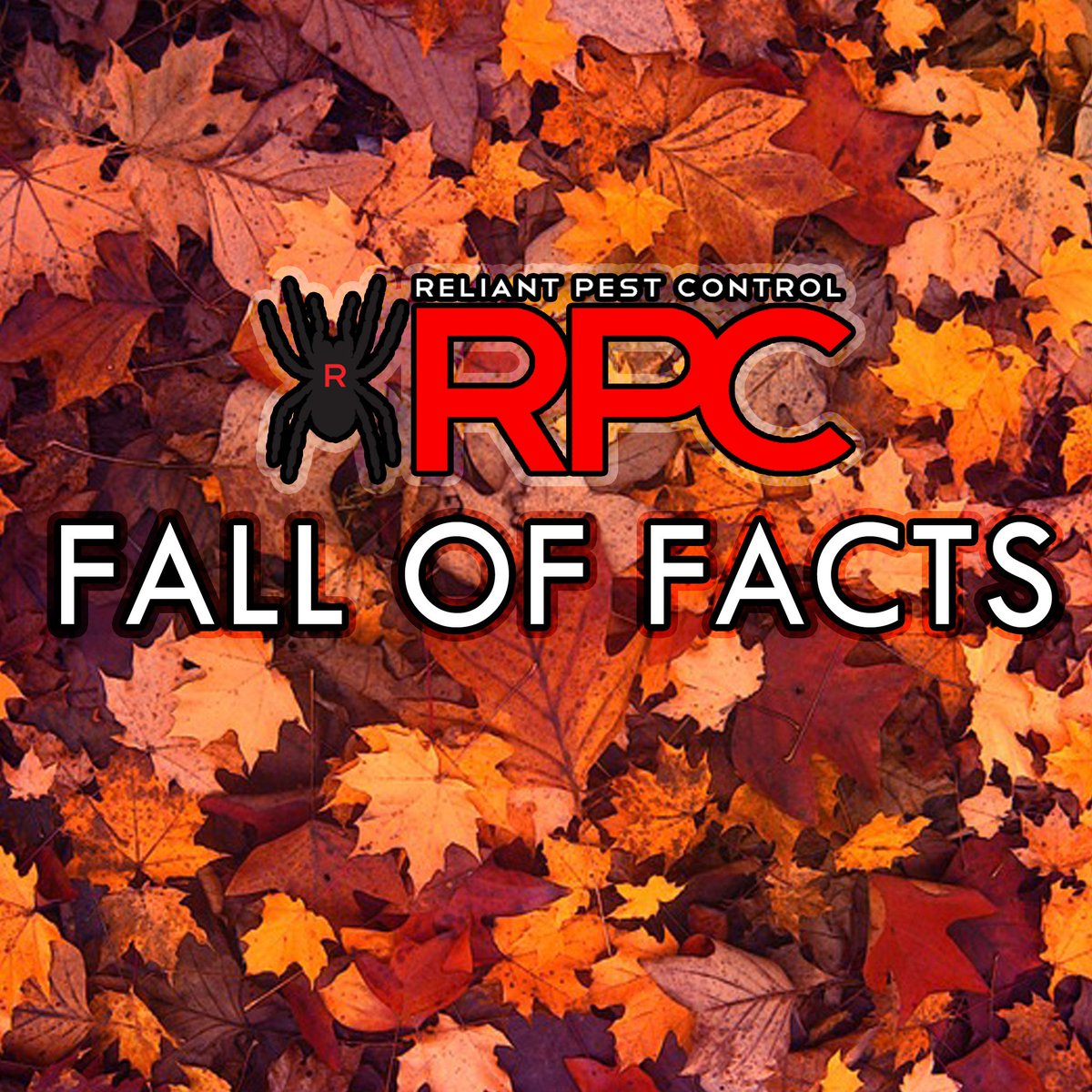 MyReliantPC's tweet photo. HAPPY OCTOBER! For the entire fall season we will be posting #PestControl and #Termite #FACTS to help your homes and Cleaning habits! Share these FACTS with your friends and families to #PREVENTBUGS #FallOfFacts! CALL US AT 818-349-9610 for a FREE INSPECTION! https://t.co/shiw9rBOaw