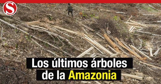 RevistaSemana's tweet photo. Mafias amenazan y asesinan a líderes indígenas, debido al tráfico global para saquear y lavar la madera 
https://t.co/LknuwYMwjA https://t.co/zQ7OMS0bkD