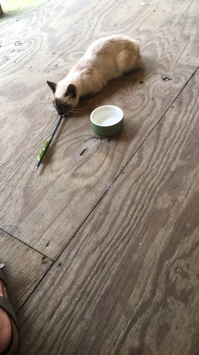 karlierhea13's tweet photo. So,today I came home to see this. Some sociopath shot this beautiful cat in the mouth with an arrow. Luckily the arrow didn’t puncture anything major. If I could get my hands on the person who did this I would love to show them how it feels to be shot in the mouth. #justiceforRow https://t.co/DhbFSFj08S