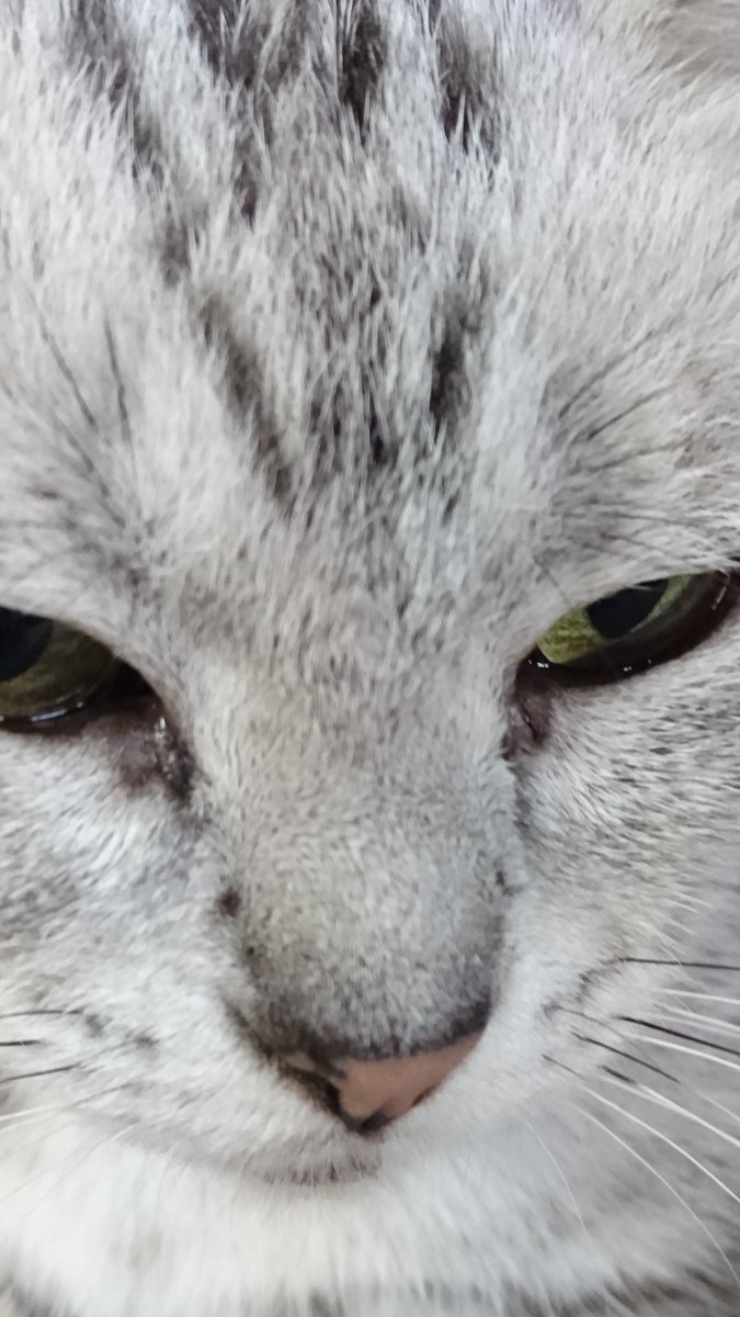 アメリカンショートヘア赤ちゃん