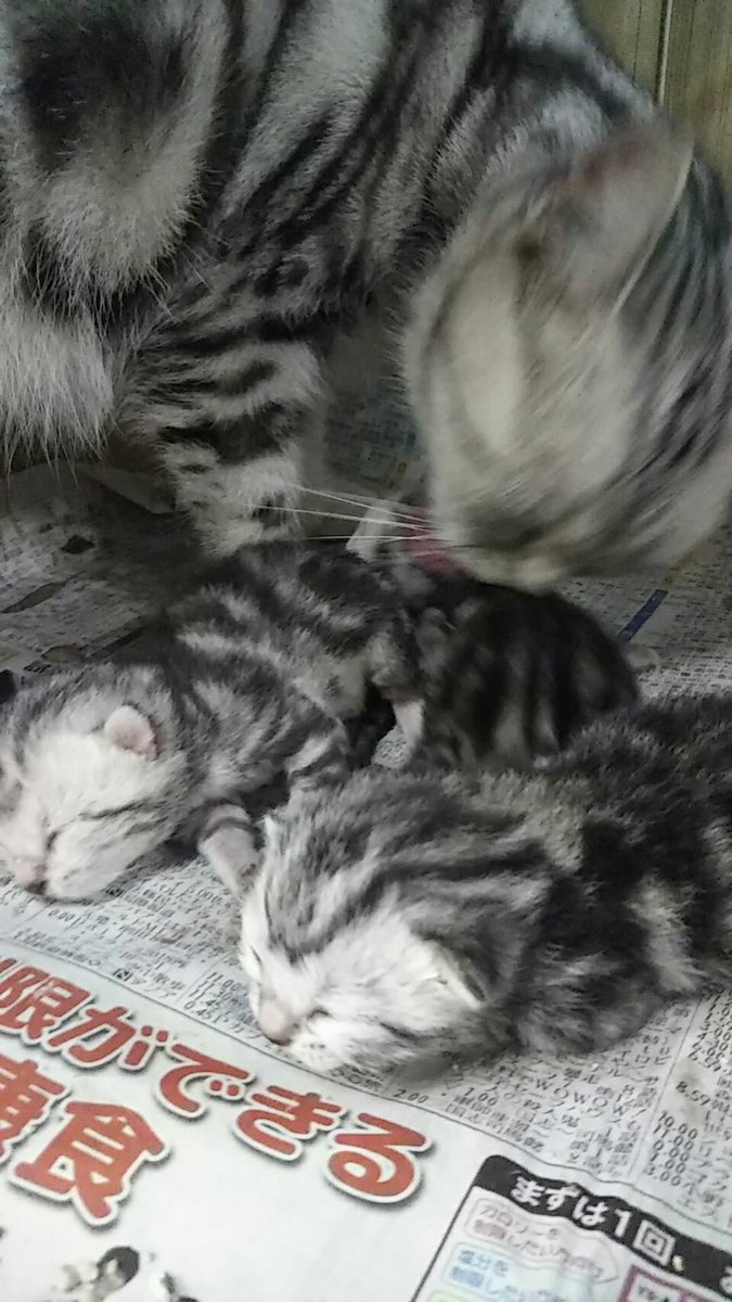 アメリカンショートヘア赤ちゃん