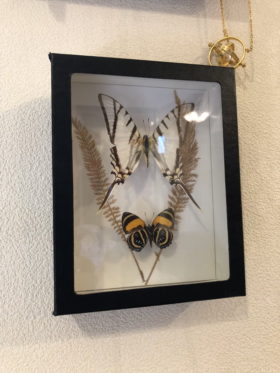 O Xrhsths マジシャン メイガス Sto Twitter 標本コレクションが増えました キモい 蝶の標本は随分昔に買ったやつ さて どこに飾ったものか 昆虫 標本 昆虫標本 インテリア ディスプレイ Insect Specimens Interior Display T Co