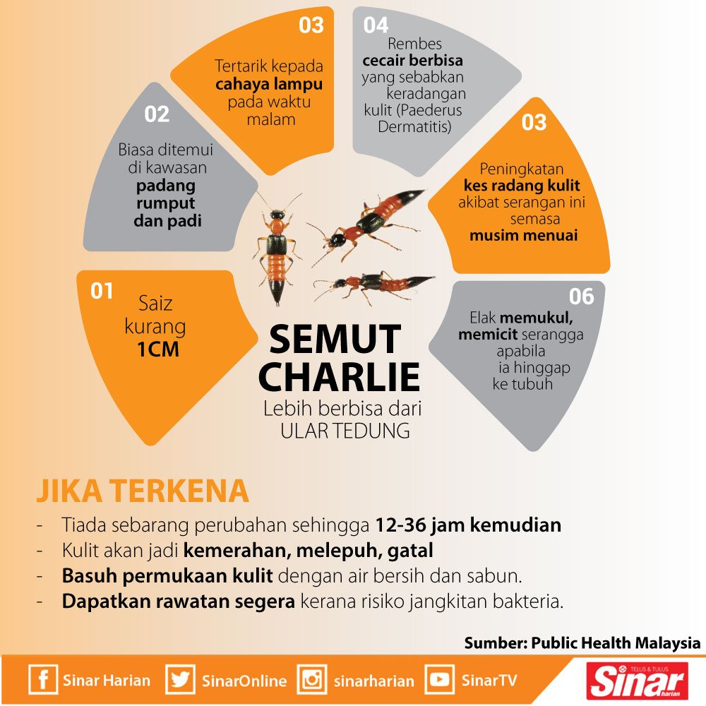 SinarOnline's tweet photo. Semut Charlie lebih bisa dari ular tedung https://t.co/p2X7rTQDpH