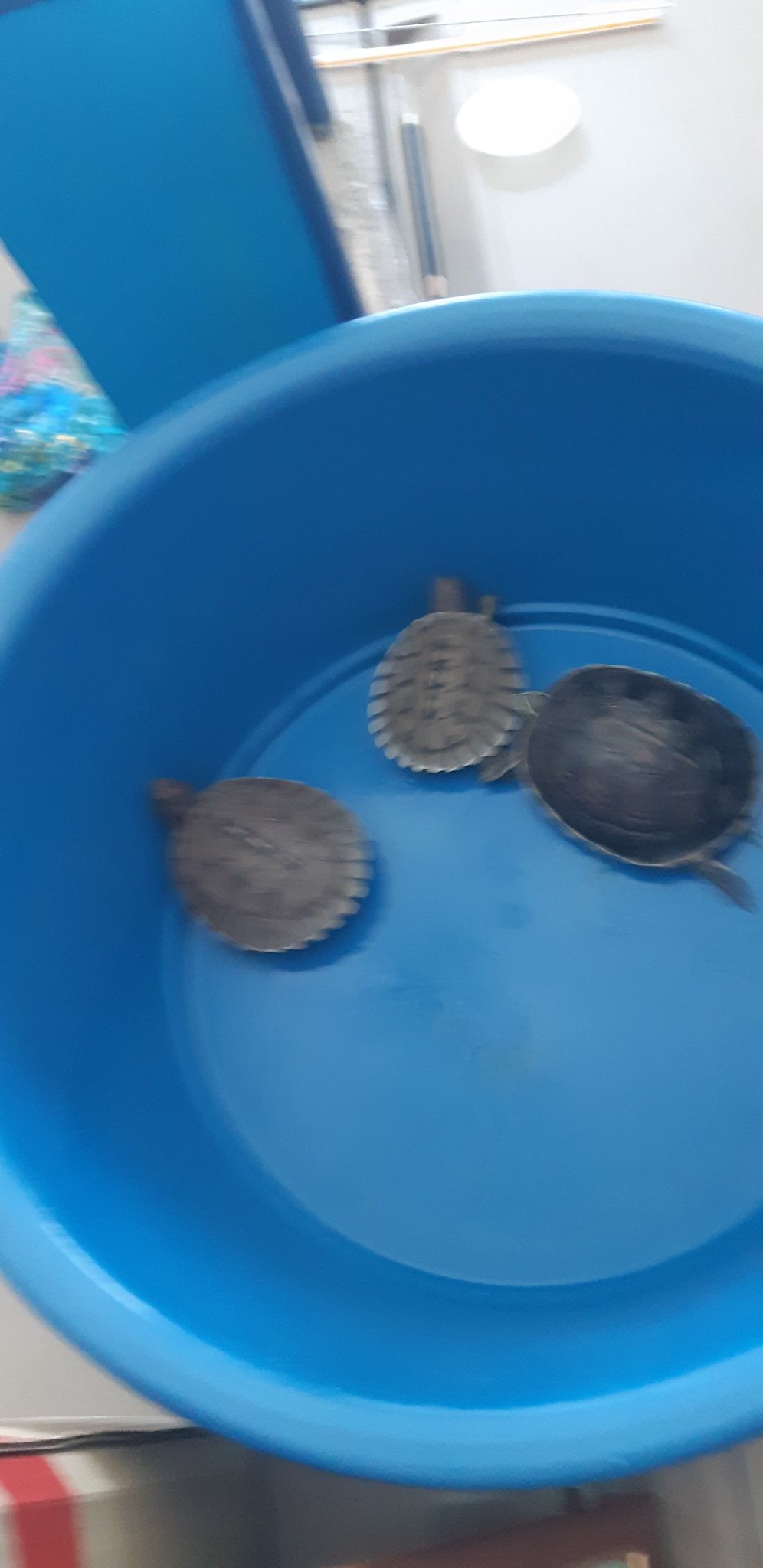 تويتر على تويتر Excited Diorang Macam2 Nak Tanya Pasal Penyu Dan Kitaran Hidup Penyu Di Dalam Laut We Brought Some Sea Terrapins Hatchlings For Them To See Https T Co Pmjfgohr3j