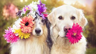 Good Neighbor Vet tweet media