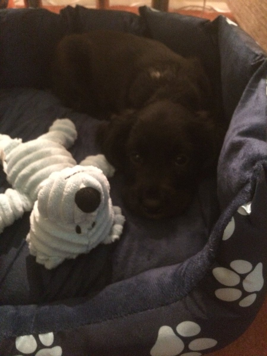 ConnorGodden23's tweet photo. New pooch to the Godden Household 🐶🏡❤️ https://t.co/iUnRgTG52T