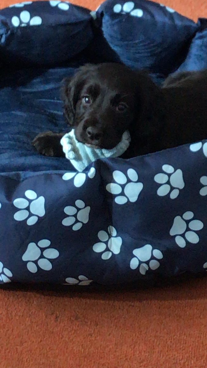 ConnorGodden23's tweet photo. New pooch to the Godden Household 🐶🏡❤️ https://t.co/iUnRgTG52T