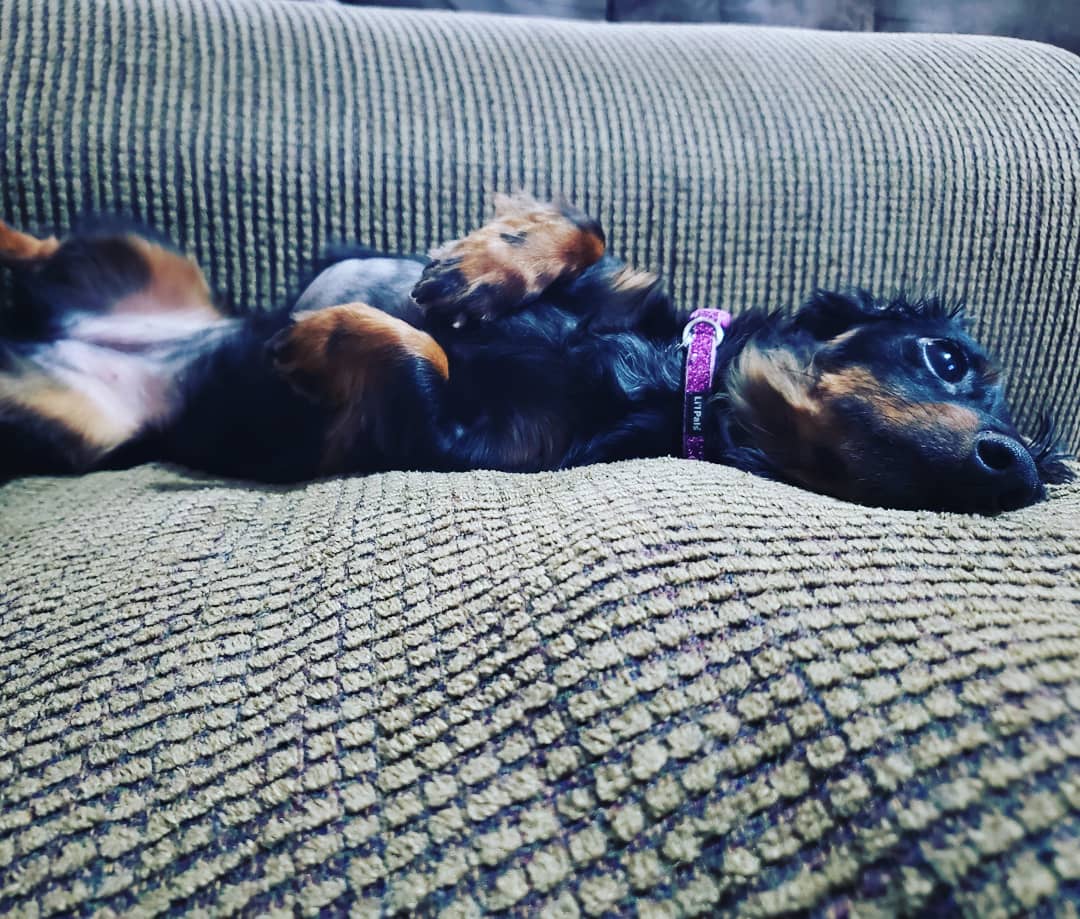 Smiller_wx's tweet photo. Happy National Black Dog Day!!! #nationalblackdogday #breakthestigma #adoption #mommysgirl #daddysworld #IzzyBoo πππΆπΎ https://t.co/OYaaE5OWGX