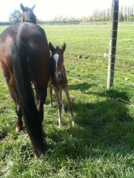 MidfrewFarm's tweet photo. 8 years ago today a Midfrew Star (& farm favourite) was born LIBERTYBELLE MIDFREW.
Eventual winner of 19 races including
π₯2 x Grp1
π₯2 x Grp2,
π₯2 x Grp3 and a listed race she earned over $600k. πΈ
Extra large dinner for her today @SuccessStud πππ
#midfrewbred https://t.co/VFLNsy4Czy