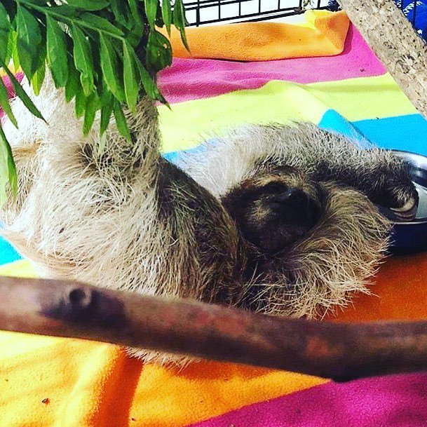 instasloths's tweet photo. Chillaxin #sloths #instasloths cr: @costaricaanimalrescuecenter https://t.co/C9ktQKWVjI https://t.co/SYwuH1cYtQ