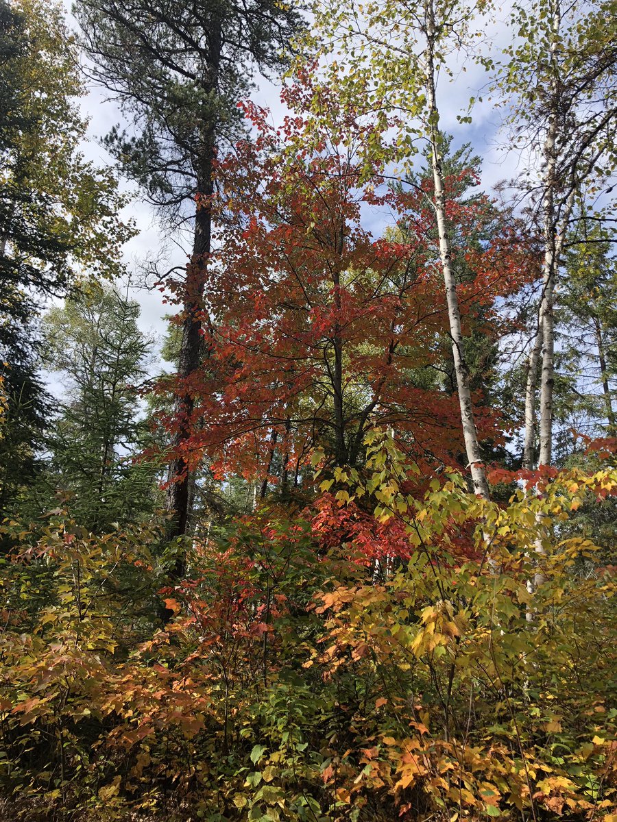 drcrater's tweet photo. Beautiful day of #geology in the North Range of the #Sudbury impact structure #FallFieldwork #outdoors #exploration @westernuEarth @westernuCPSX https://t.co/hEhxr2zJaa